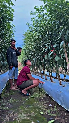 Plants belonging to farmers assisted by Mas Udin in Garut, West Java #petanicabe