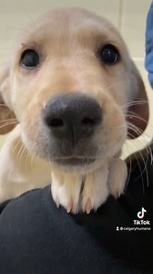 Meet Emerald, Flint, Jade and Onyx! Four beautiful Newfoundland mix puppies all currently looking for new homes. How could you say no to these faces?! They are two-months old puppies and have lots to learn, from socialization to leash skills. Are you up to the task? Book your adoption appointment today, before its too late! Follow the link: https://chsadoptionappointments.as.me/schedule.php #yyc #adoptme #adoptdontshop #doglover #puppies #rescuedismyfavoritebreed | Calgary Humane Society