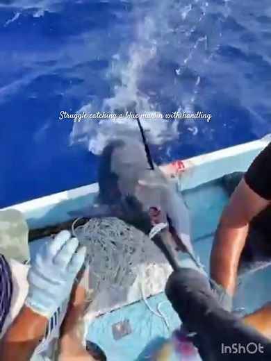 Epic Handline Battle – Fishermen vs. Giant Blue Marlin #bluemarlin #fishingvideo #naturephotography