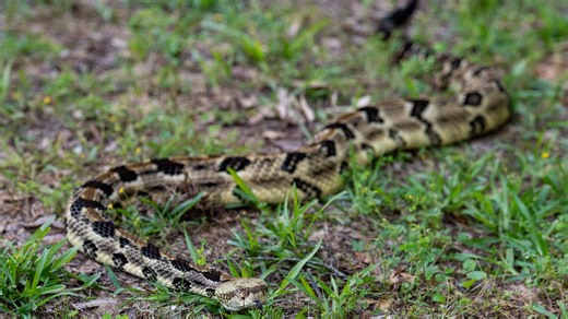 One NJ spot makes list of most rattlesnake-infested areas