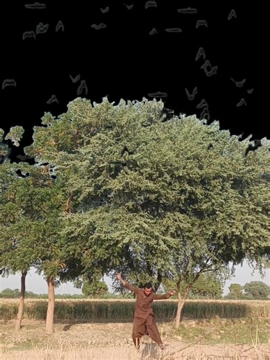 Strong Mynah 🐦🔥 at the Babul Tree 🌳💪 | Wild Power 💥#StrongBird 💪 #MynahPower 🐦 #BabulTree 🌳 #WildStrength 🔥 #NatureForce