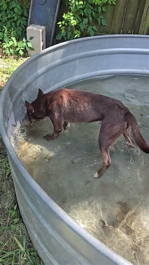 Video of adoptable pet named Highland