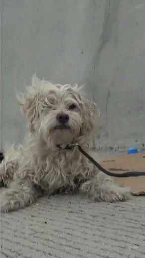 Dog thrown on the freeway, gets hit by a car, lays motionless until someone called Hope For Paws ❤️