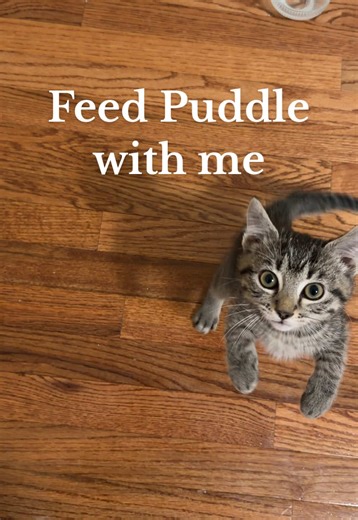 Didn’t y’all know he’s never eaten before in his life? Didn’t y’all know he was a ravenous BEAST for wet food? Didn’t y’all know? #kitten #kittensoftiktok #catsoftiktok #fyp #creatorsearchinsights @Hill’s Pet Nutrition