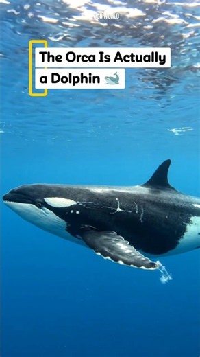 The Orca Is Actually a Dolphin 🐋