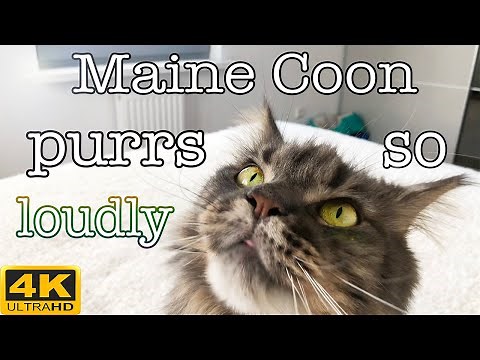 Maine Coon purrs so loudly! 4k