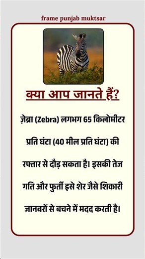 क्या आप जानते हैं? Zebra कितनी तेज दौड़ता है? 🦓⚡ #viral #animalfacts #trending