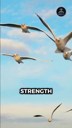 Why Do Birds Fly in a V Shape 🕊️ || #animalfacts #sciencefacts #amazingfacts