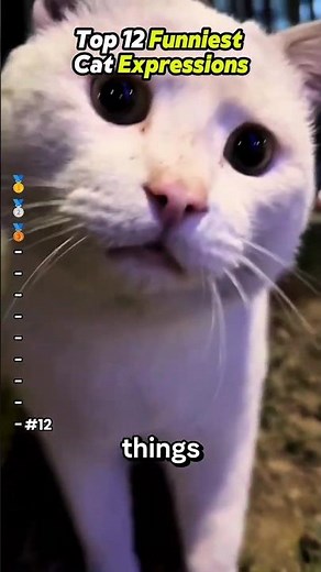 Funniest Cat Expressions 🤣🤣 #cat #funnycats #catvideos #catshorts