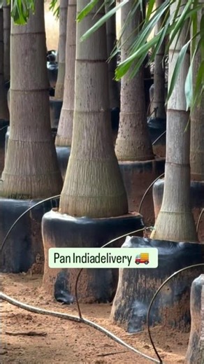 Foxtail palm 🌴 available all size & all plants available #foxtail #palm #gajraulanursery #farm