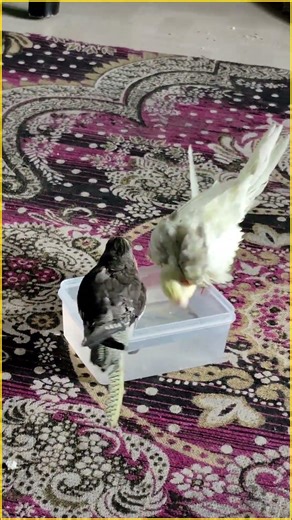 cockatiel bathing time