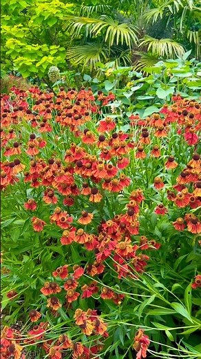 Red Wild Flower in Spring – Beautiful Nature Bloom