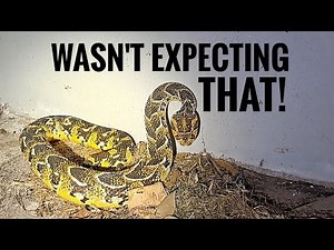 Catching 2 Venomous Puff Adders... What are the chances of that happening?