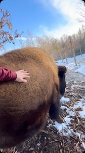 New bison calf should be coming sometime between April- May 🦬😊👏 Benny is so lean as a youngster , after he matures and fills out he could easily gain another 400 pounds or more 🦬😁 | Rustic Retreat Deer Park