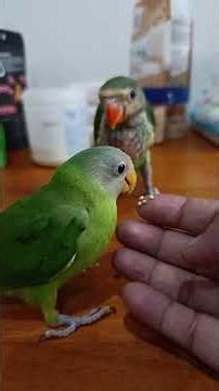plum headed parakeet and moustache parakeet eat millets for the first time.