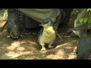 Little Penguin Chicks 1st Swim - Cincinnati Zoo