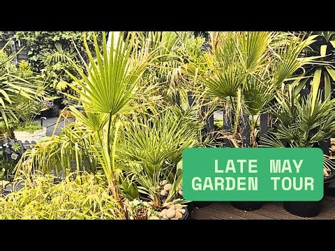 Late May Garden Tour | Tropical Decking Area | Palm Trees | Plants | Flower Garden