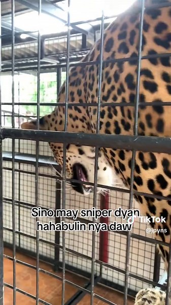 Leopard vs Cheetah: A Battle of Speeds