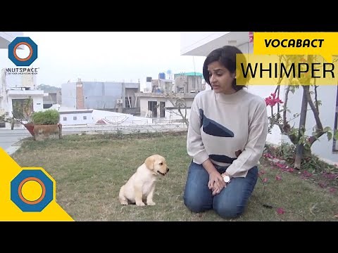 Whimper Meaning | VocabAct | NutSpace