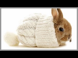 Beautiful Baby Bunnies - The 30 Most Beautiful Baby Bunny Pics