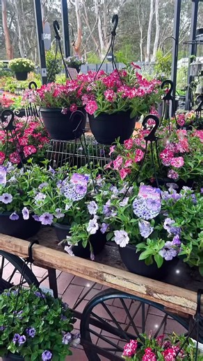  Variegated Petunias are stealing the show!  These beauties are...
