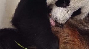 28K views · 3.6K reactions | The first giant #panda cub in Russia was born at the Moscow Zoo. In the early morning of August 24th, the giant panda "Dingding" gave birth to its baby. The zoo said Dingding is taking good care of her baby and is being consistently monitored. | CGTN Global Watch | Facebook