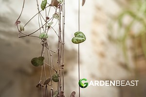 Ceropegia Woodii Guide: How to Grow & Care for “String of Hearts”