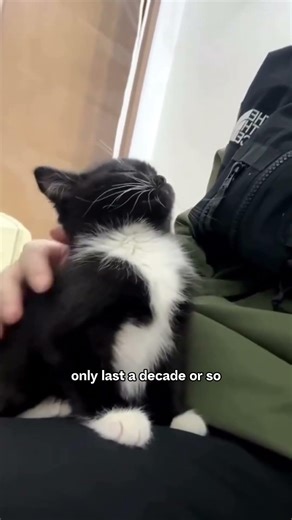 Turning Pet Fur Into Diamonds… Would You Do This for Your Pet?