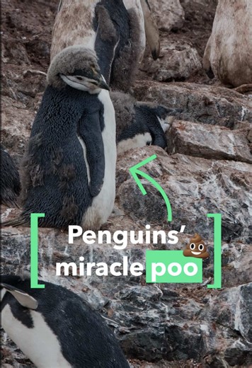 How Penguins' Waste Contributes to Cooling Climate