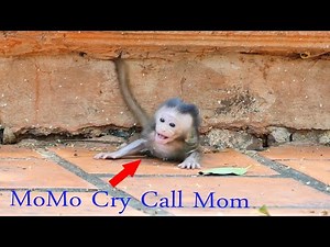 Pitiful Baby Monkey MoMo Cry Calling Her Mom Malika Because Malika Forget Take Her Before Leave.