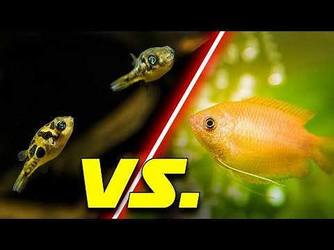 Best Nano Fish & Invertebrates For ANY Fish Tank (This vs. That)