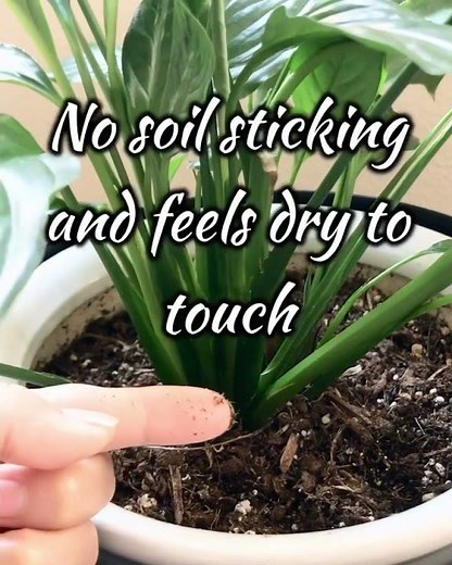 Overwatering? How to tell if it’s time to water your plants? Wet, Moist or Dry?