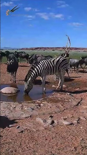 Wait… HOW MANY Zebras & Wildebeest?!