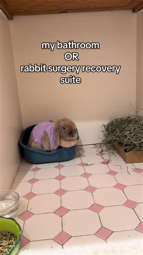 Caring for Your Rabbit During Recovery: Tips & Insights