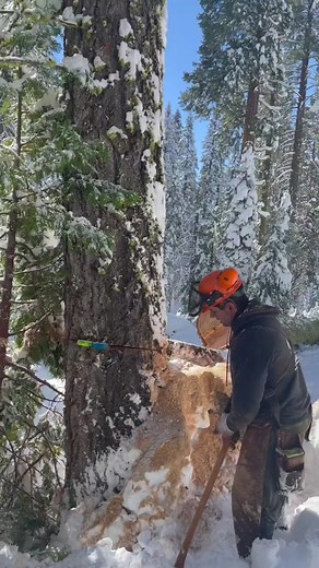 #hardwork #dayjob #logging #loggingislife #timberfalling #skill #timberfaller #chainsawman #timberfalling #logger #timber #skills #axe #axeman