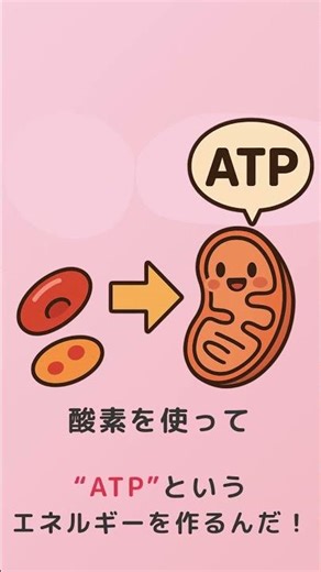 【解剖生理】細胞の中でも呼吸してる!? ミトコンドリアとATPの関係を30秒で！#看護学生 #解剖生理 #看護師国家試験対策 #ミトコンドリア #ATP #呼吸生理 #看護学生の勉強部屋