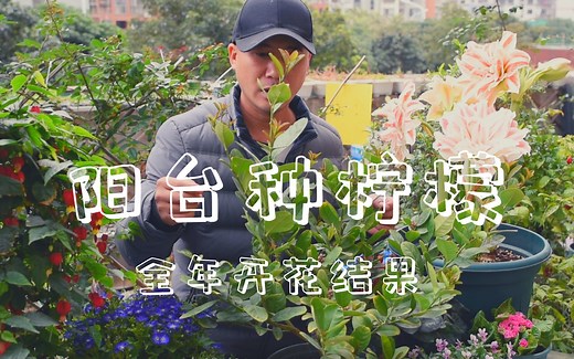 家里种颗柠檬树，全年开花结果，天天有花看还有柠檬吃