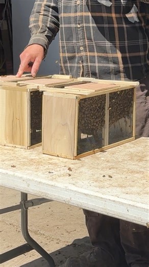 Installing a new beehive Pt.2 #Beekeeping #beekeeper #Bees #beehive #Pollinator #honeybees | Bowser Bee