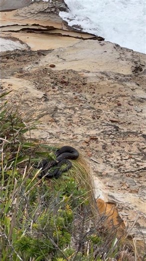 Diamond python on the Bouddi coastal walk #australia #snake #walk #coast #python #snakes #nature