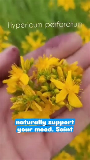 St. John’s Wort may support mood 🌼 #ytshorts
