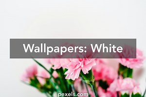 Lisa from Pexels adlı kullanıcılar tarafından hazırlanan, 94 Fotoğraf ve Video içeren Wallpapers: White başlıklı koleksiyon