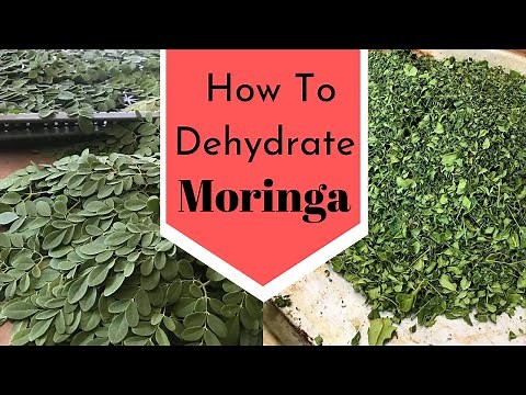 How to Dehydrate Moringa and make Moringa Powder Recipe | Dry Moringa Leaves