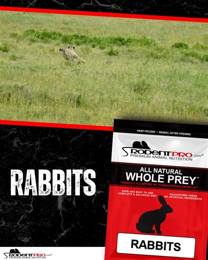 🐇 Premium frozen feeder rabbits for your large snakes & exotic predators! High‑quality, nutritionally fed rabbits in multiple sizes, perfect for pythons, boas, and other carnivores. Safe, convenient, and ready to feed. Shop now: https://bit.ly/43wAiKh | RodentPro.com