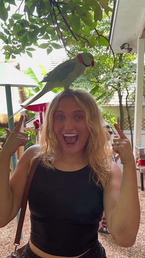 Pigeon Forge Chamber on TikTok