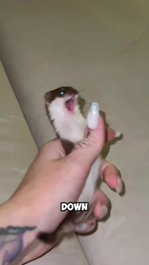 This is the world's smallest and cutest killer, the least weasel 🙈 #killer #animals