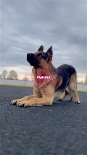 GERMANY - The #1 Country of Dog Breeds!! 🇩🇪🐶 #shorts #dogbreeds