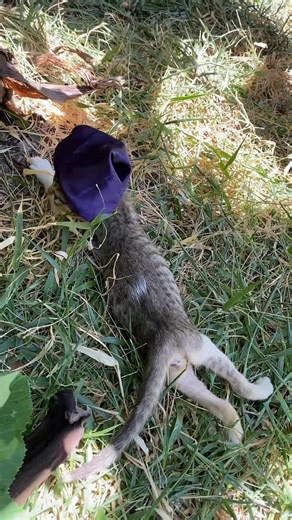 Instagram video by Mini Diva • Nov 14, 2025 at 6:34 AM