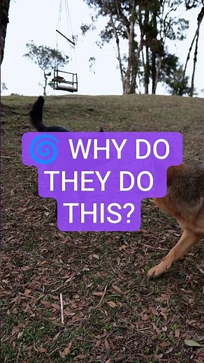 Why Dogs Chase Their Tails 🐶🌀 (The Real Reason!)
