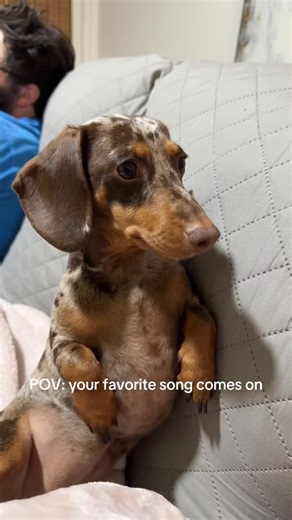maple_the_mini_doxie on TikTok