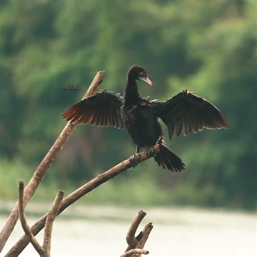 Indian Cormorant, Bee-eater & Oriental Honey Buzzard | Wildlife Moments #birdwatching